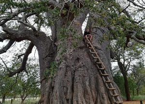 Giant Baobab tree