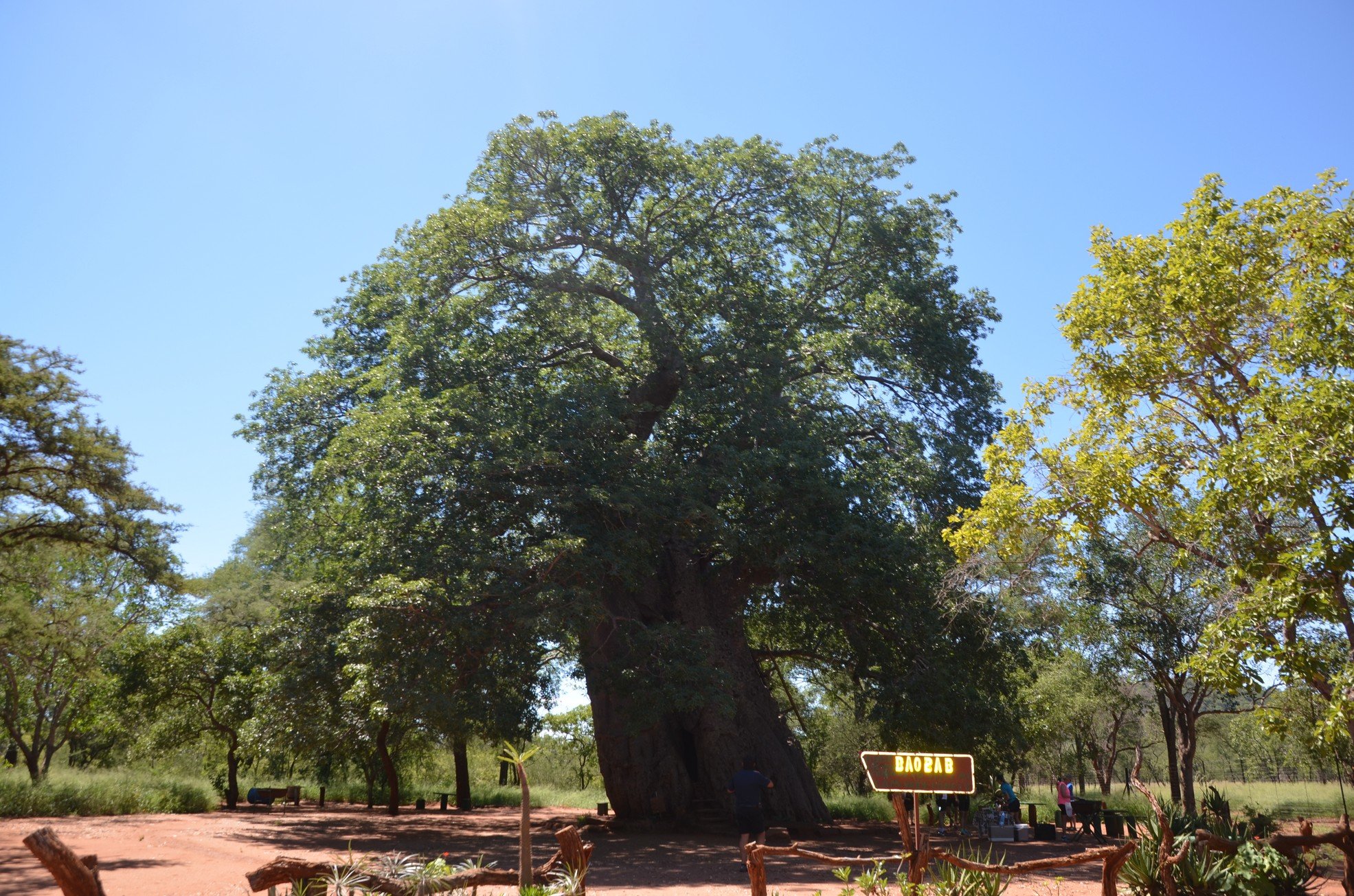 Baobab Gravelotte