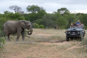 Game drive elephant sighting