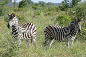 Zebra sighting Kruger
