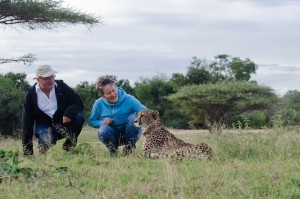 Cheetah encounter