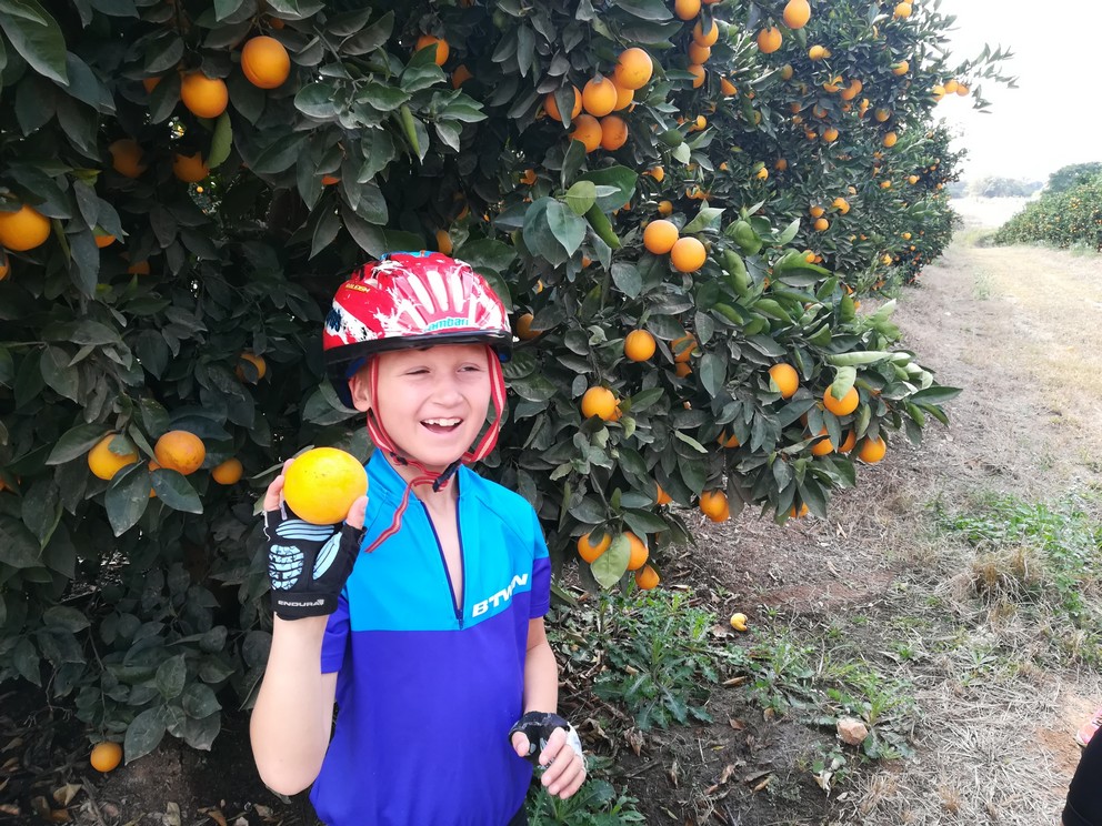 Orange grove picking Day tour