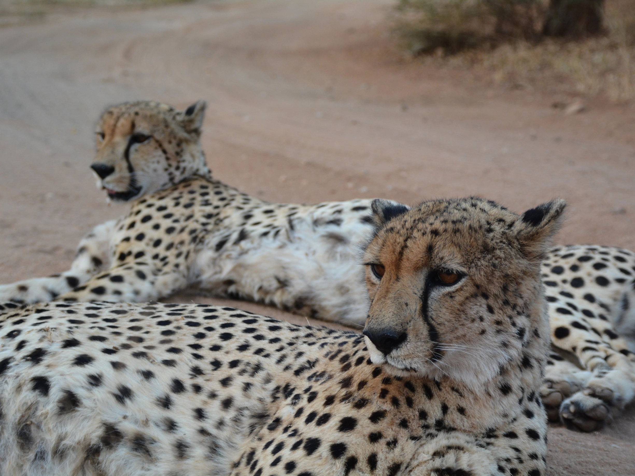 south-africa-safari-cycling