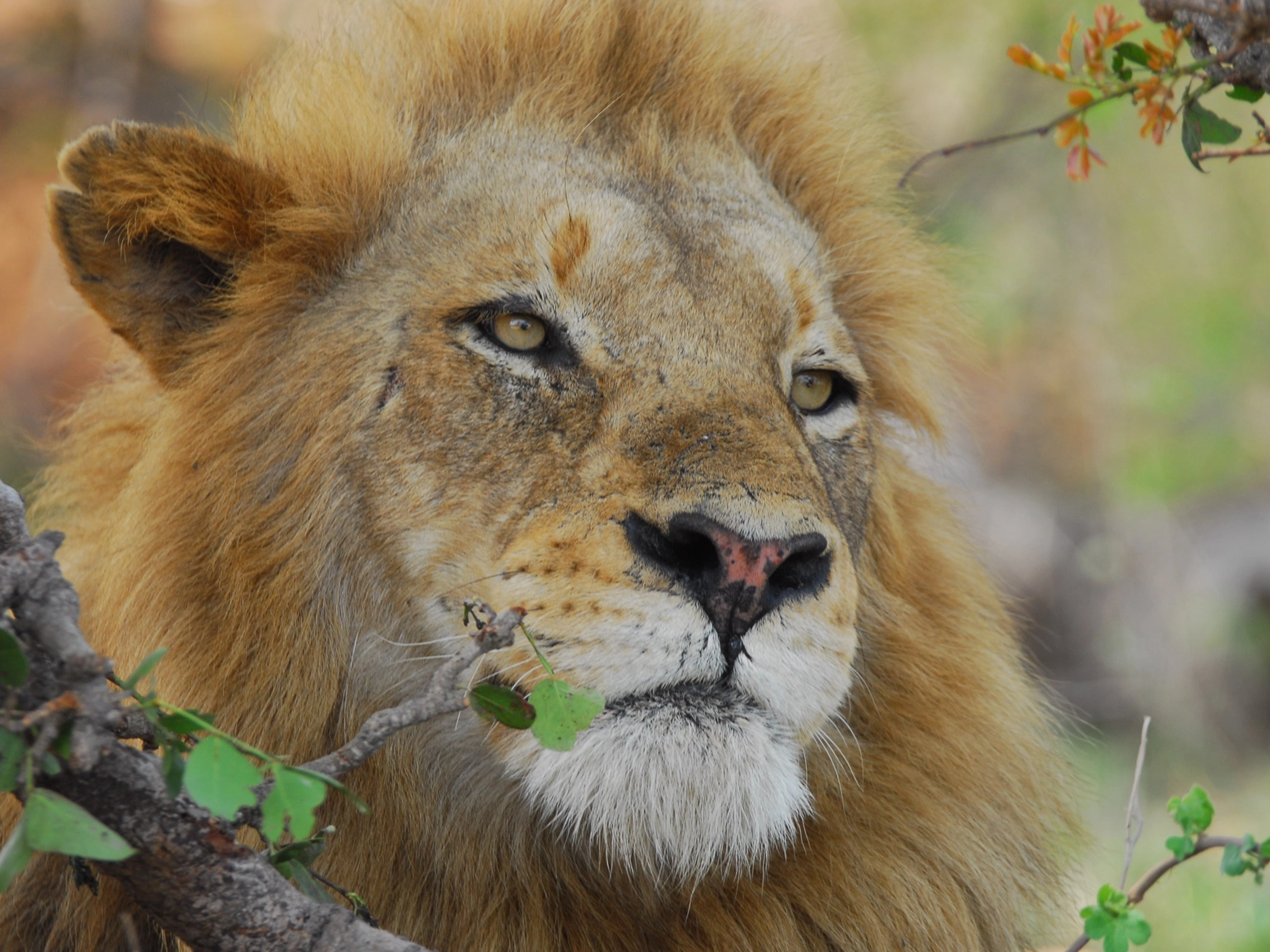 south-africa-safari-cycling