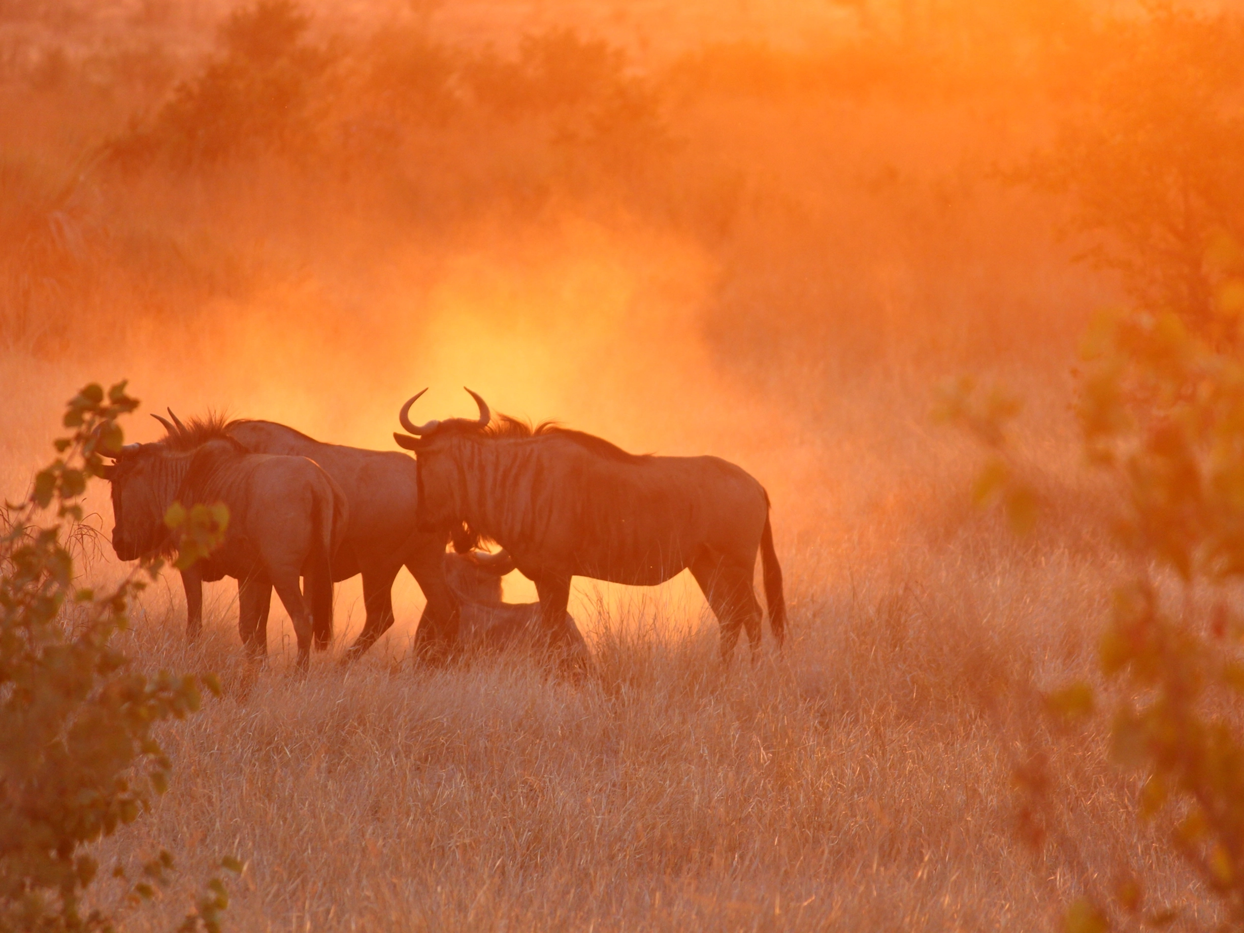 south-africa-safari-cycling